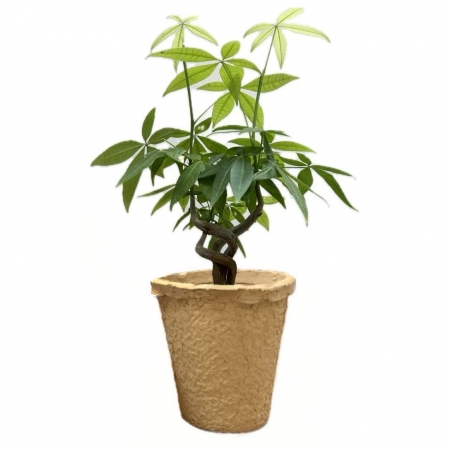 紙漿成型製品-植樹杯